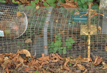 lutte contre les nuisibles